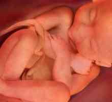 Колку е голема на фетусот на 25 недели од бременоста