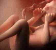 Димензиите на фетусот на 31 недели