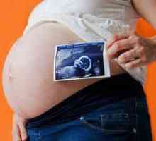 Растот на фетусот за време на бременоста: дека до недела