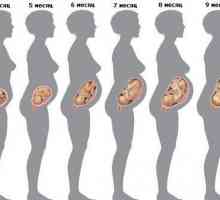 Табела фетусот со недели од бременоста