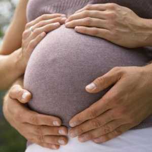 Кога стомакот почнува да расте во текот на бременоста?